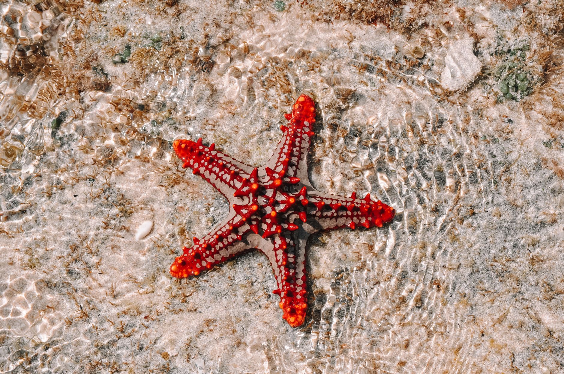 Cayman Marine Blog & Field Journal